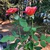 coderremom